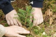 Kindehände pflanzen Jungbaum