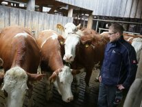 Mann mit Kühen in einem Stall