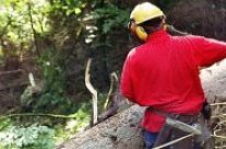 Forstwirt mit Motorsäge bei der Holzernte